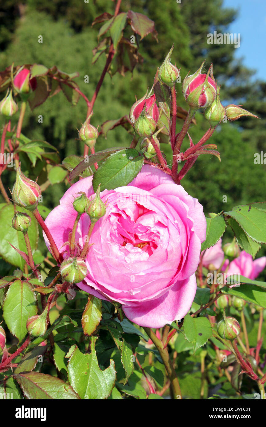 Rose Rose Banque D'Images