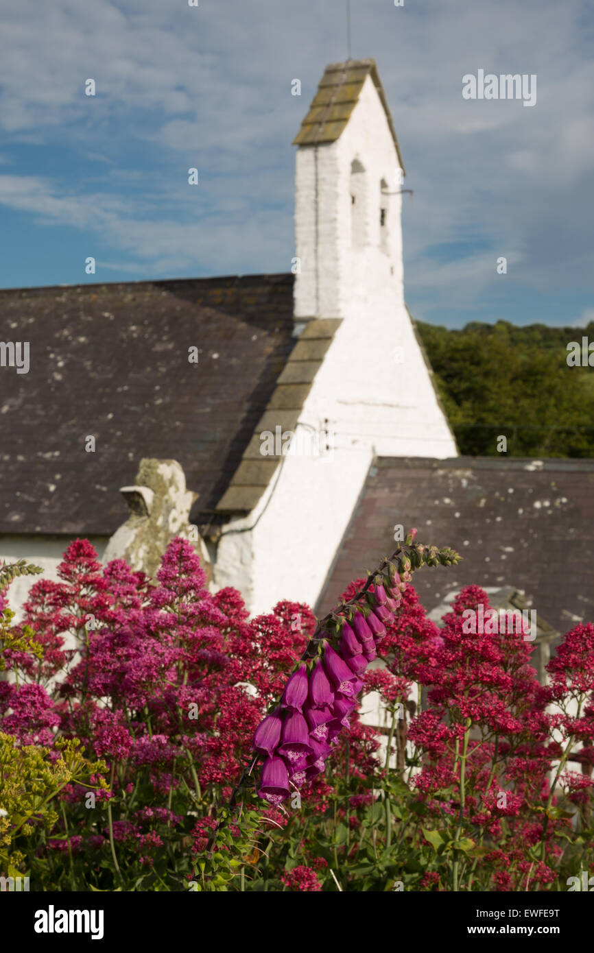 Tombe de fleurs sauvages à l'ancienne église blanchie à la chaux, sur l'à Penbryn Mid Wales coast. Banque D'Images