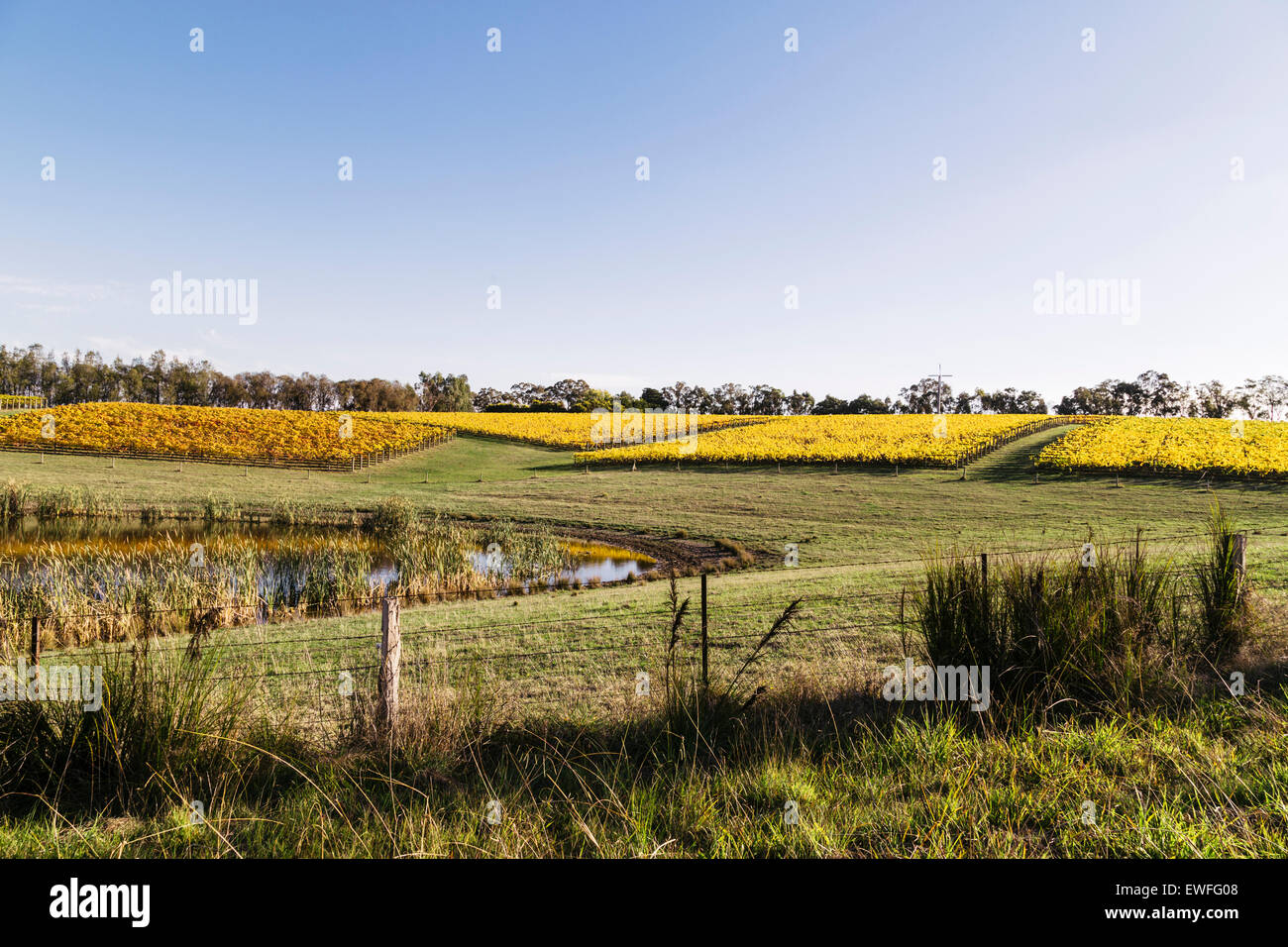 Yarra Valley Vineyards en automne, Victoria, Australie Banque D'Images