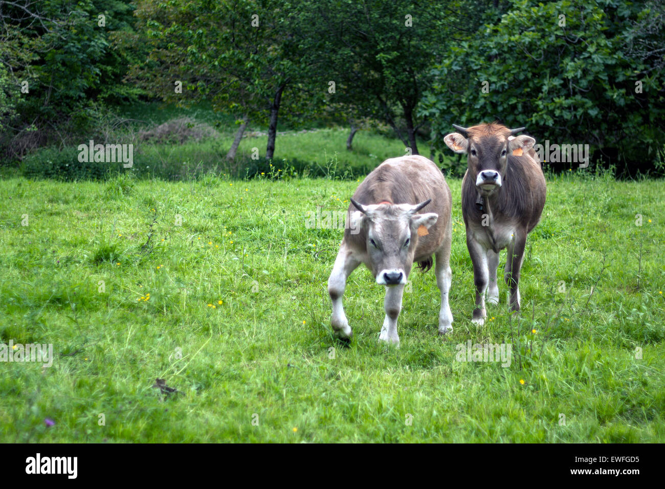 Deux vaches en colère dans le pays, les Asturies, Espagne Banque D'Images