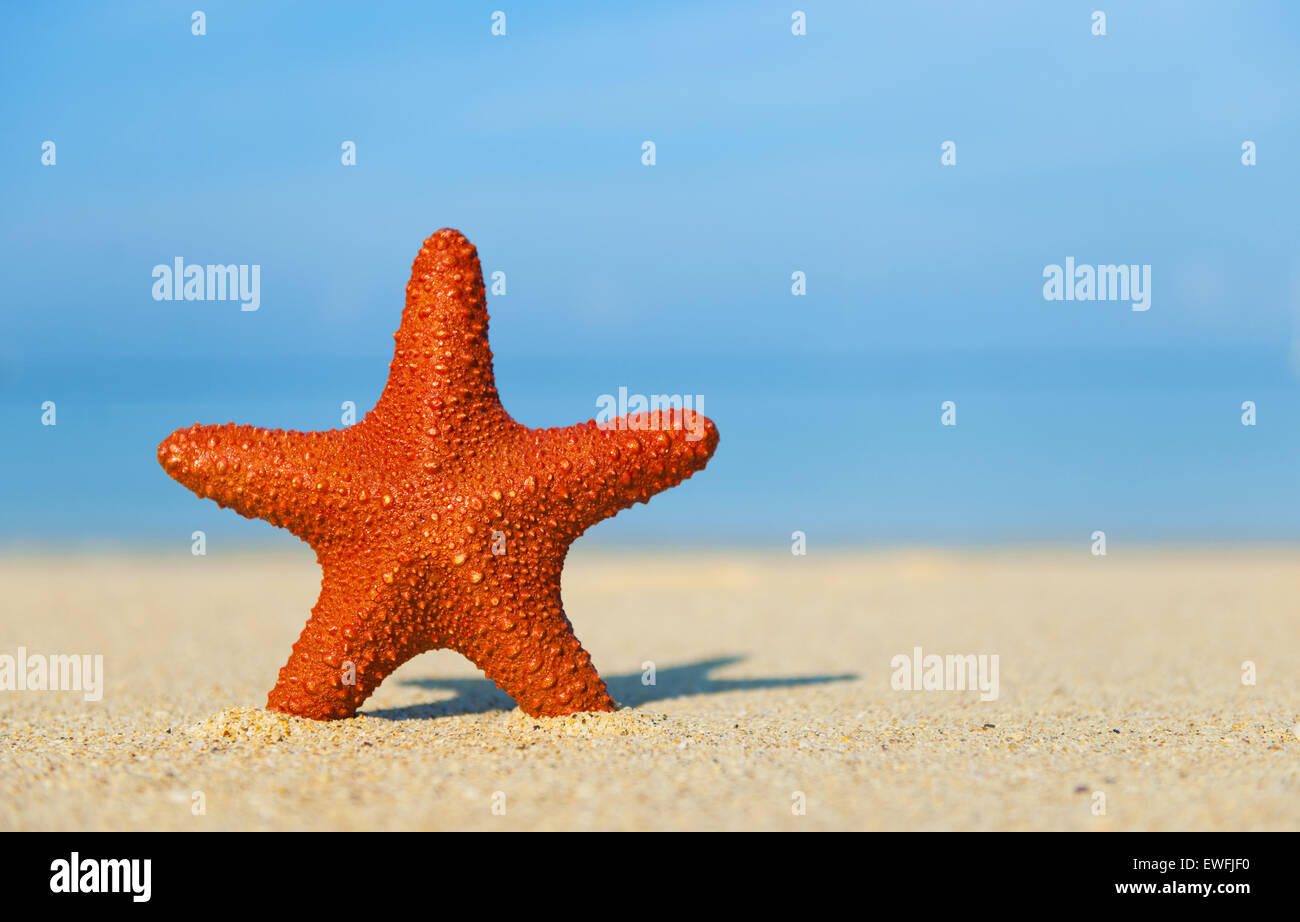 Étoile de mer Tropical Beach Summer Landscape Scene Banque D'Images