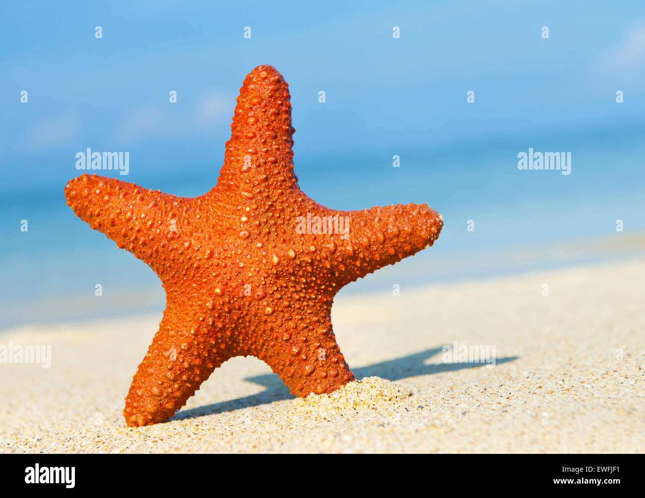 Étoile de mer Tropical Beach Summer Landscape scene Banque D'Images