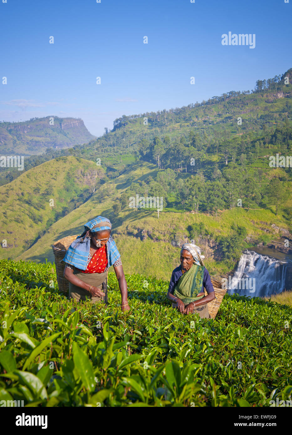 Les femmes sri-lankaises ramasser les feuilles de thé. Banque D'Images