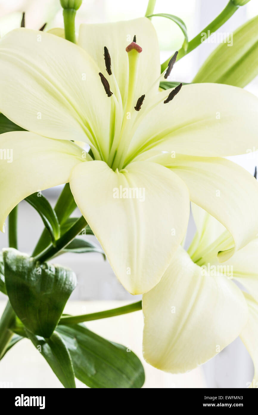 Fleurs de Lys Oriental blanc Lillium plantes de jardin Banque D'Images