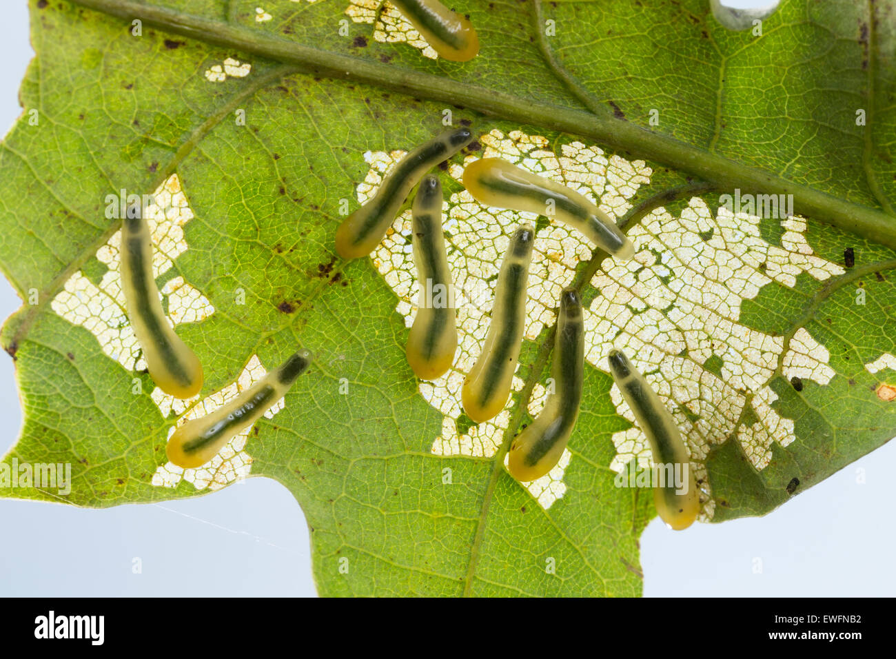La tenthrède limace chêne, slugworm Lindenblattwespe, larve, kleine, Larven, Linden-Blattwespe Eriocampoides, Caliroa annulipes annulipes, Banque D'Images