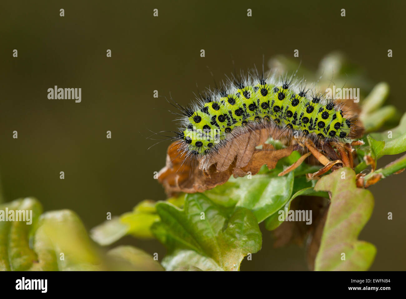 Petit papillon empereur, Caterpillar, Kleines Nachtpfauenauge, Saturnia pavonia, Raupe, Eudia pavonia Pavonia pavonia, Saturniidae, Banque D'Images