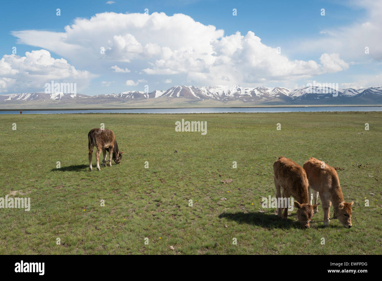 Lac Song-Köl. Le Kirghizistan. L'Asie centrale. Banque D'Images
