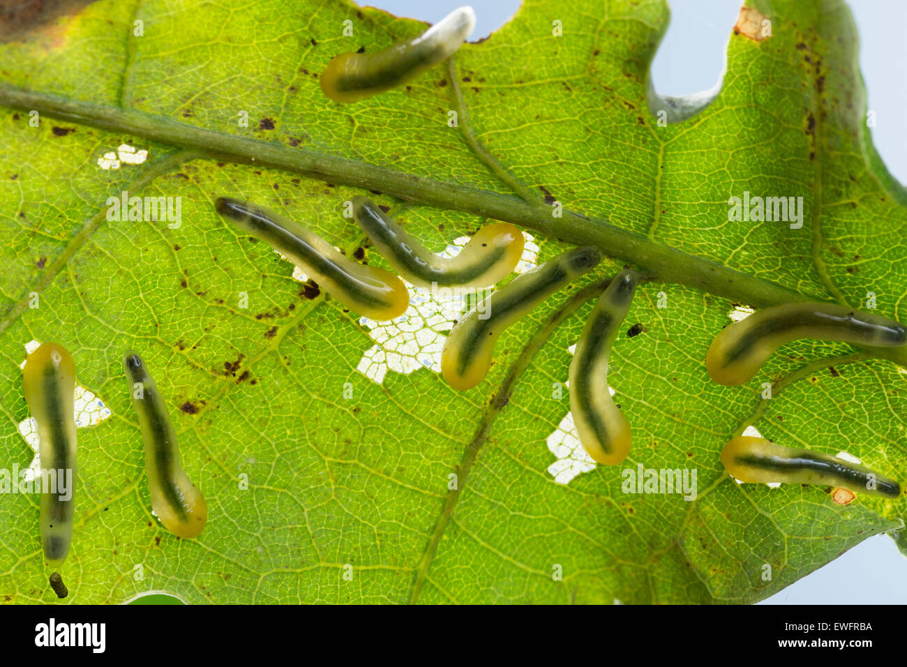 La tenthrède limace chêne, slugworm Lindenblattwespe, larve, kleine, Larven, Linden-Blattwespe Eriocampoides, Caliroa annulipes annulipes, Banque D'Images