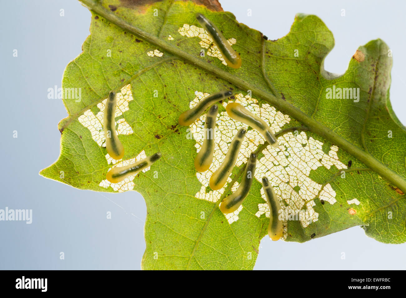 La tenthrède limace chêne, slugworm Lindenblattwespe, larve, kleine, Larven, Linden-Blattwespe Eriocampoides, Caliroa annulipes annulipes, Banque D'Images