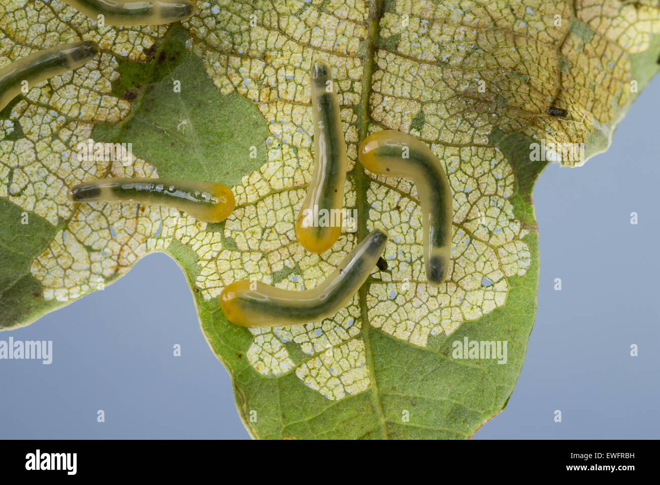 La tenthrède limace chêne, slugworm Lindenblattwespe, larve, kleine, Larven, Linden-Blattwespe Eriocampoides, Caliroa annulipes annulipes, Banque D'Images