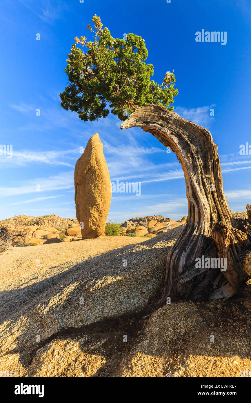 Arbre généalogique de Juniper et coniques à roche roches Jumbo dans Joshua Tree National Park, Californie, USA. Banque D'Images