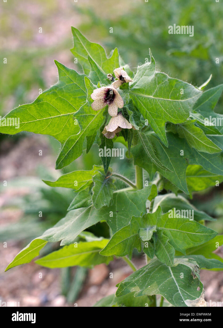 Puant, jusquiame Jusquiame noire ou Morelle, Hyoscyamus niger, Solanaceae. Banque D'Images