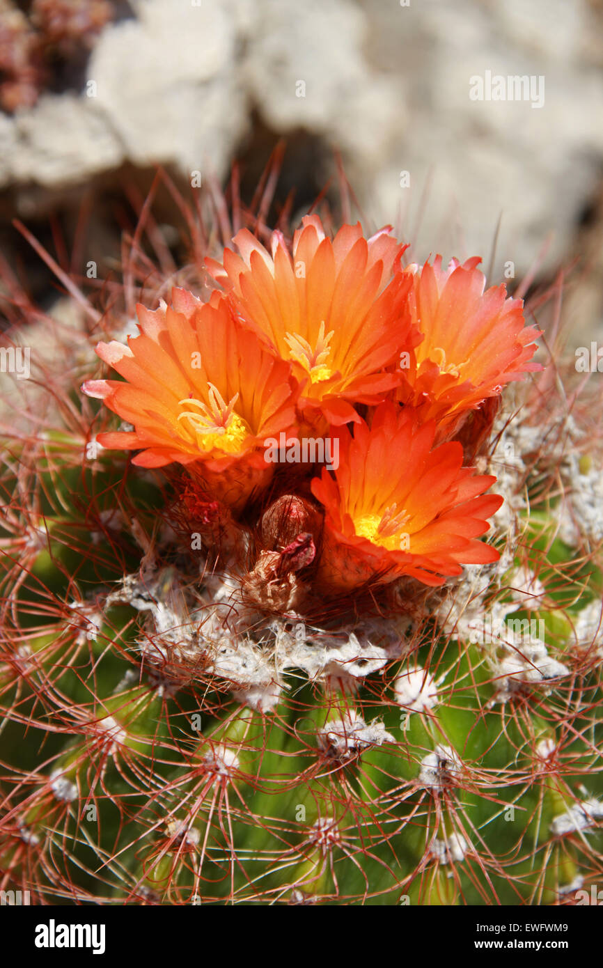Cactus, Notocactus horstii, Cactaceae. Syn. Parodia horstii. Banque D'Images