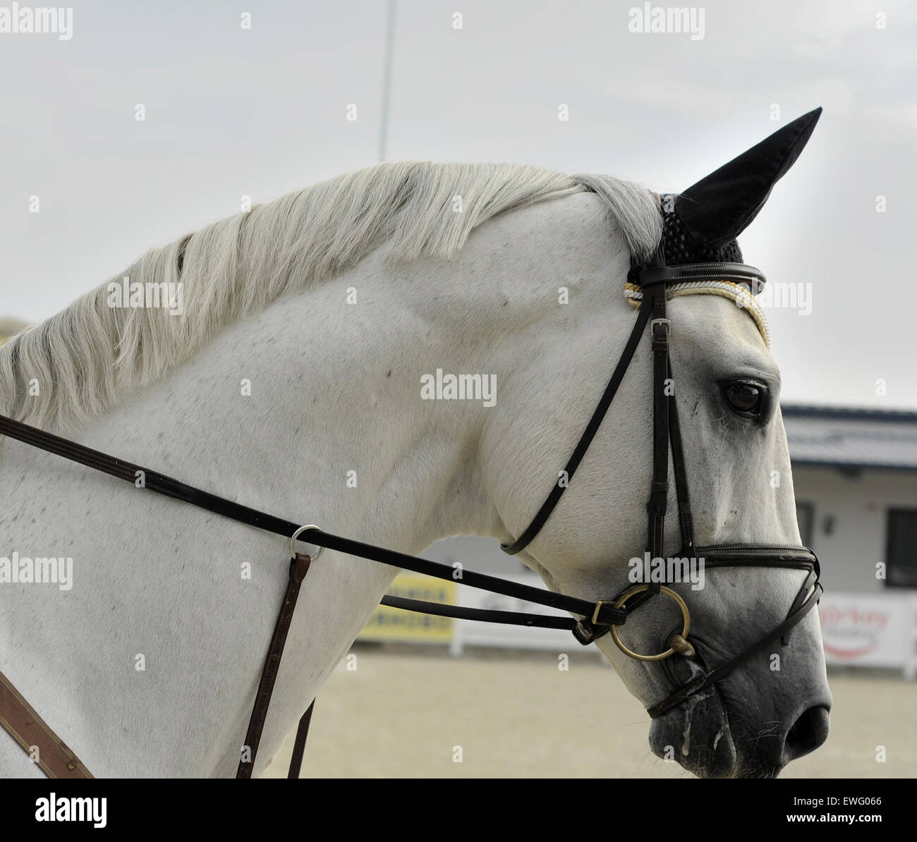 Un cheval blanc portant une bride, debout calmement. Le manteau blanc du cheval contraste avec la bride sombre, symbolisant à la fois la grâce et la force dans les environnements équestres. Banque D'Images