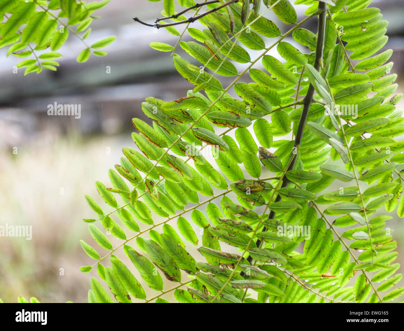 Gros plan macro de feuilles et de tiges vertes de plantes, mettant en évidence leurs détails et textures complexes. L'image met l'accent sur la beauté naturelle de la structure de la plante, mettant en valeur des tons verts vibrants. Banque D'Images