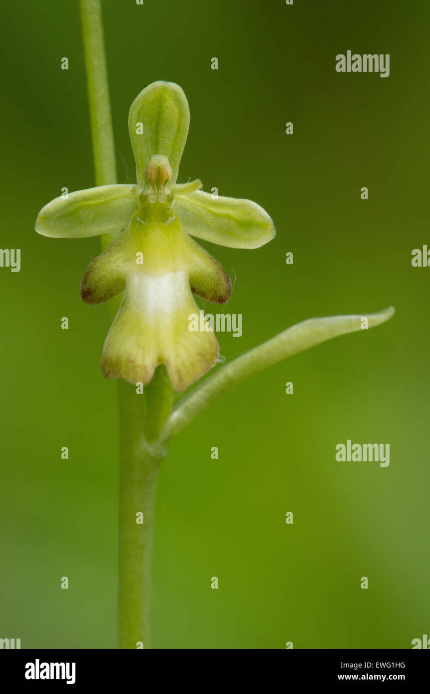 La forme jaune de Fly Orchid dans le Hampshire. Banque D'Images