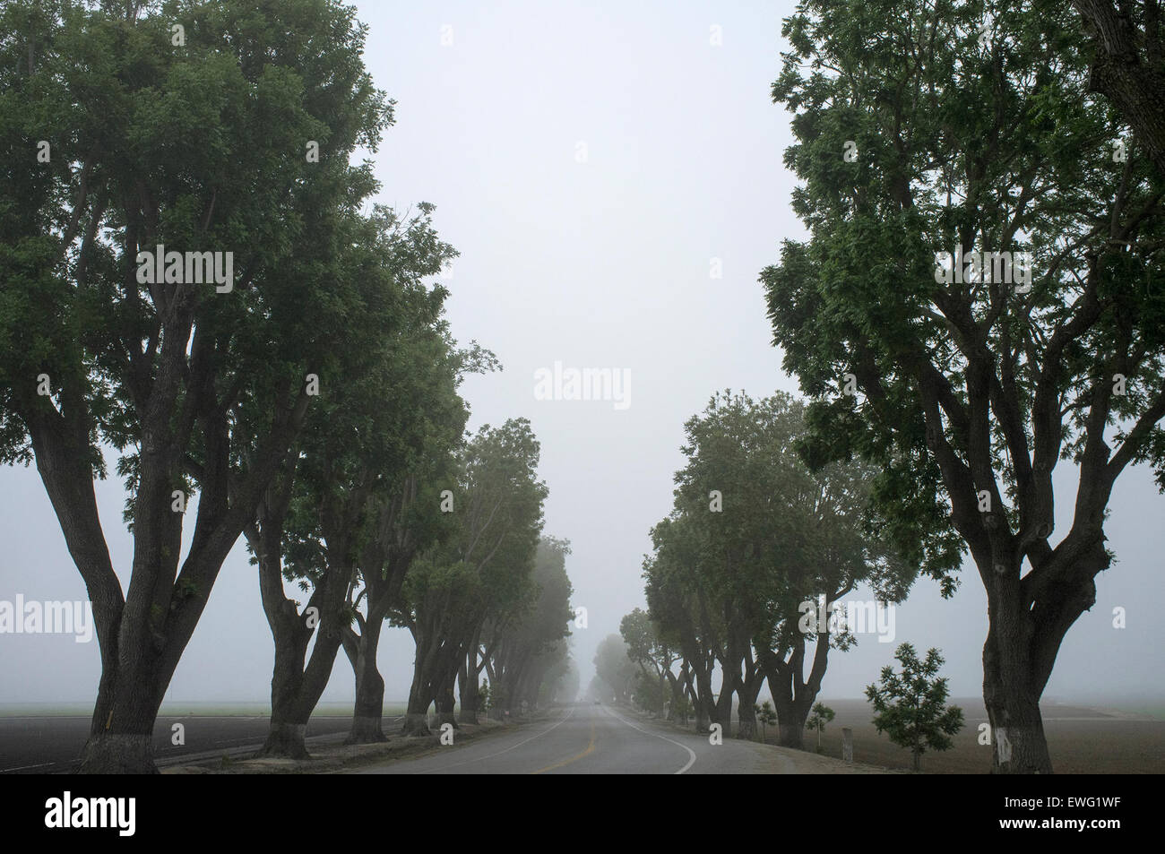 Une route est bordée de grands arbres, enveloppée de brume et de brouillard, créant une atmosphère énigmatique et mystérieuse. Le chemin devant vous semble flou, le brouillard créant une sensation de profondeur et d'intrigue dans le paysage. Banque D'Images