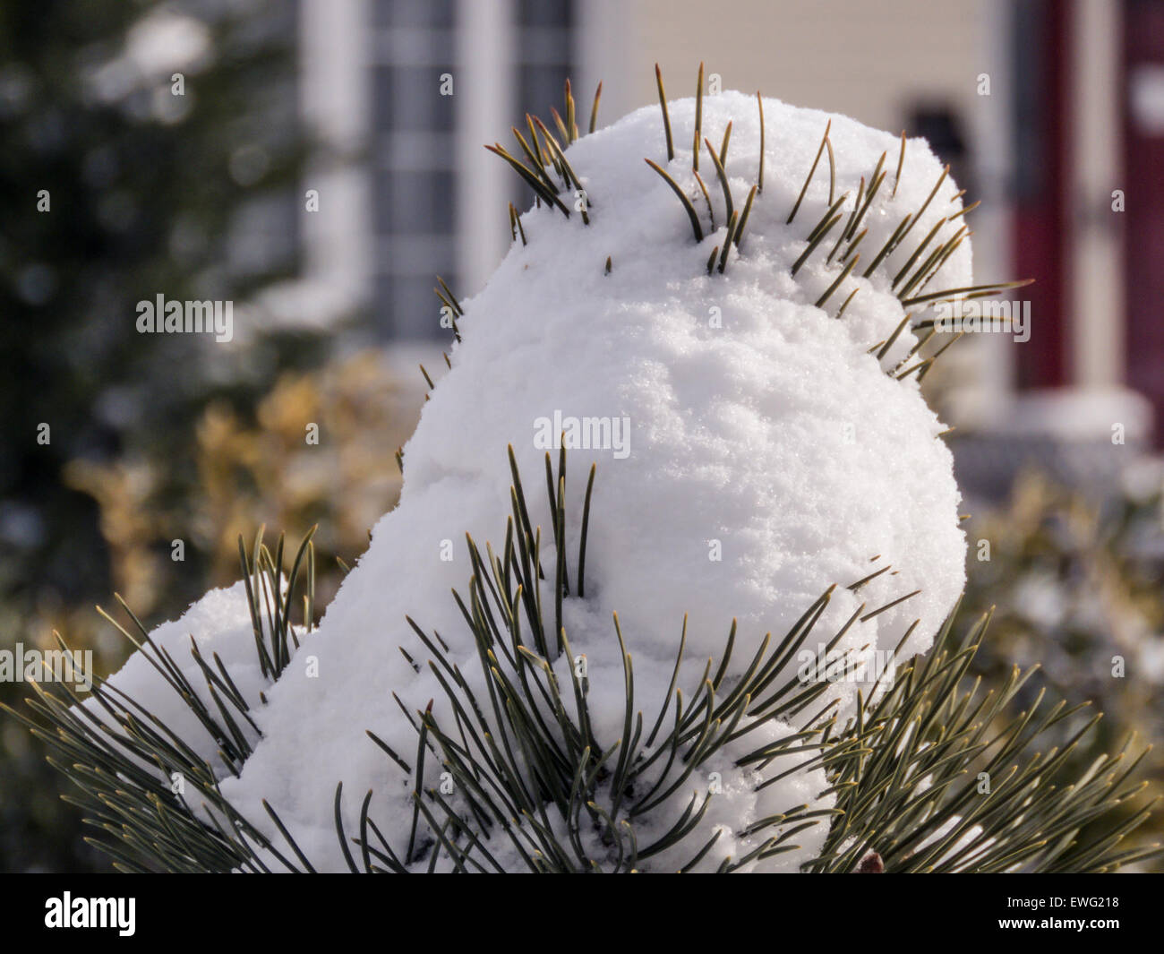 Une image en gros plan montrant de la neige sur des feuilles de pin, avec du gel glacé couvrant les aiguilles dans un environnement extérieur froid et hivernal. La neige et la glace créent une texture cristalline, soulignant les contrastes aigus entre le vert des aiguilles de pin et le blanc de la neige. Cette image représente une scène hivernale typique dans les climats froids. Banque D'Images