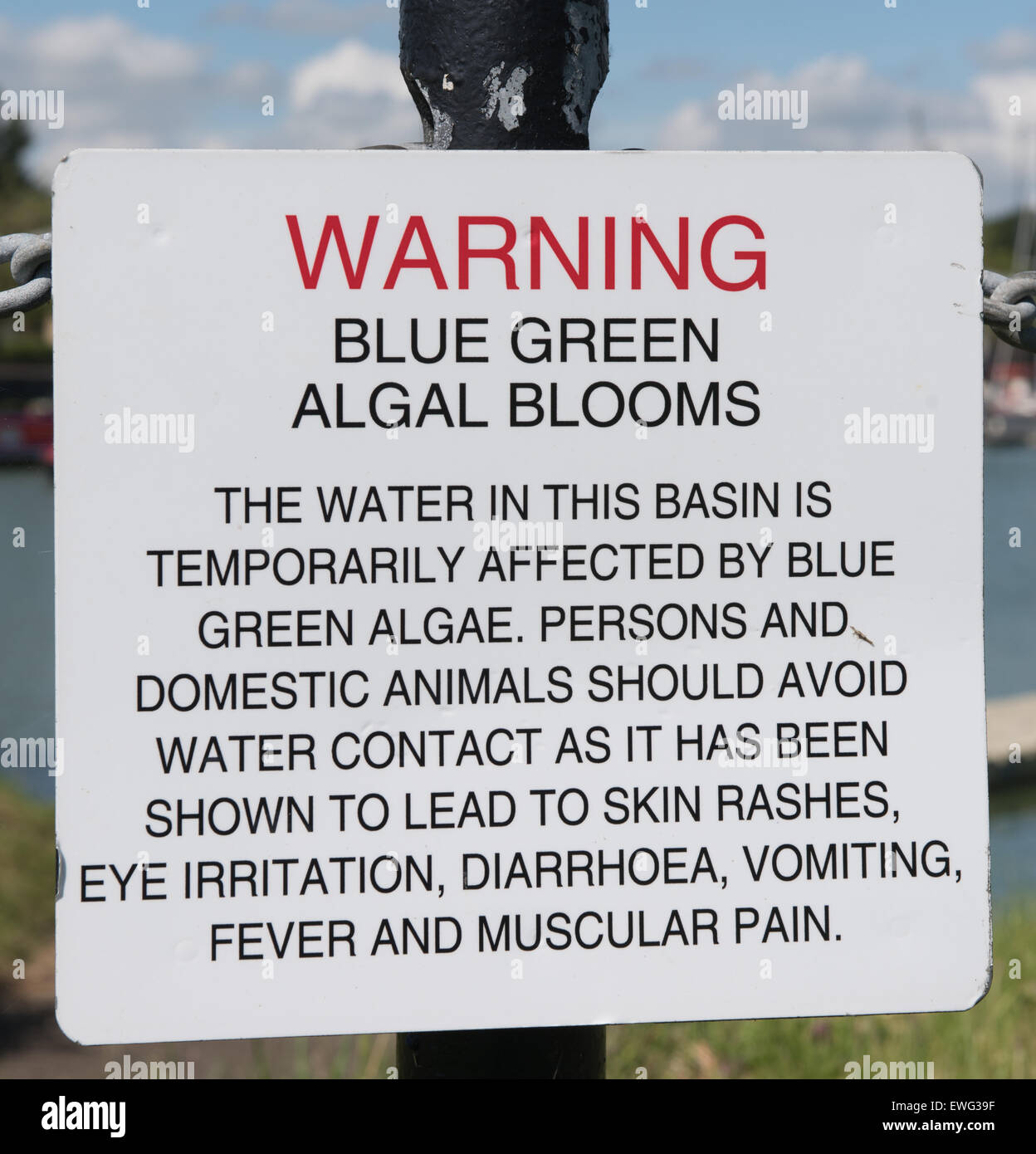 Signe d'algues bleu-vert Banque D'Images