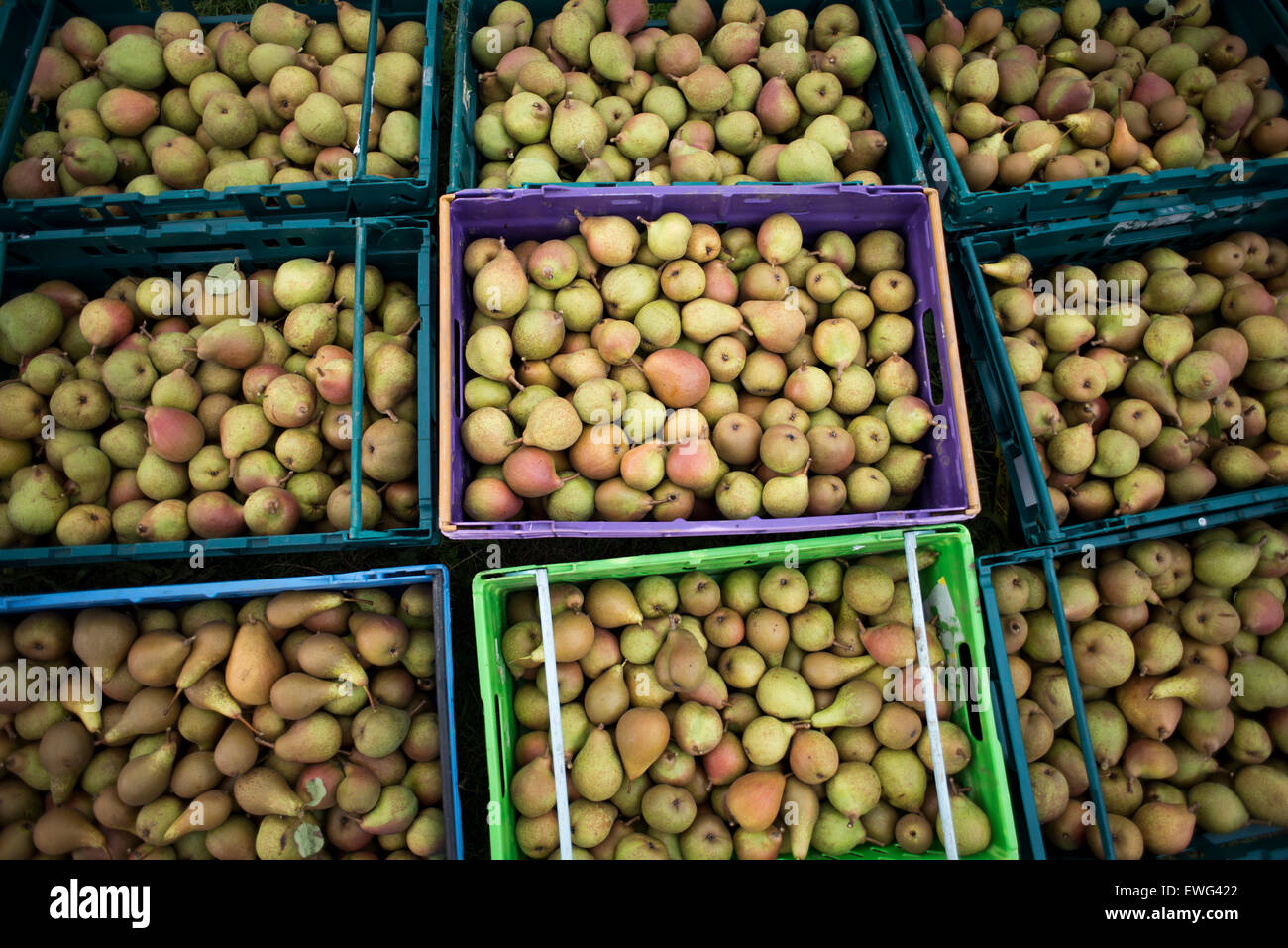 Cageots plein de poires mûres rejeté par les supermarchés en raison de normes cosmétiques - sauvé de devenir les déchets alimentaires par glaneuses Banque D'Images