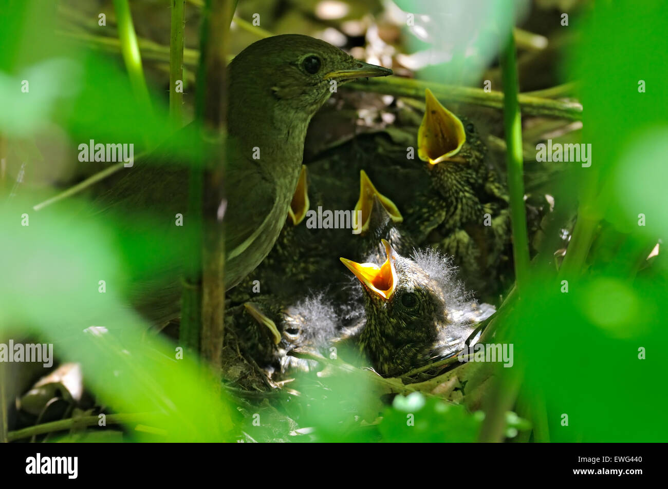 Des profils Thrush Nightingale près du nid avec les poussins Banque D'Images