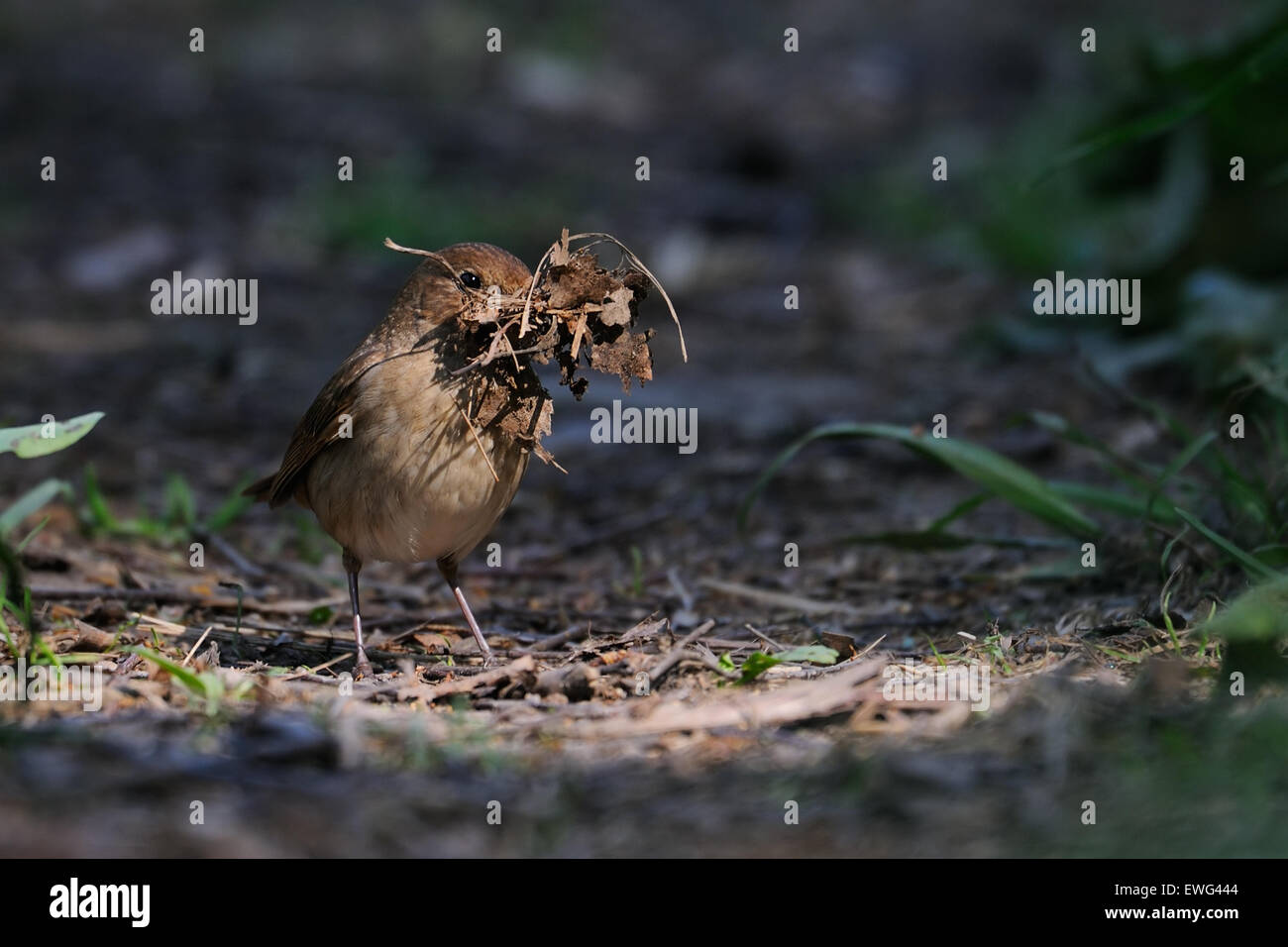 Nightingale Muguet femelle construit un nid Banque D'Images