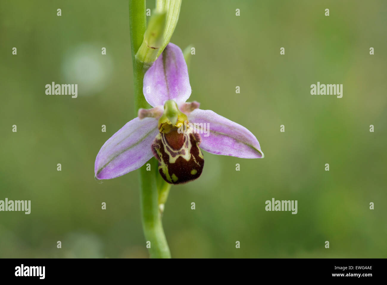 L'orchidée abeille (Ophrys apifera), photographié sur le sol de craie dans le sud de l'Angleterre. Banque D'Images