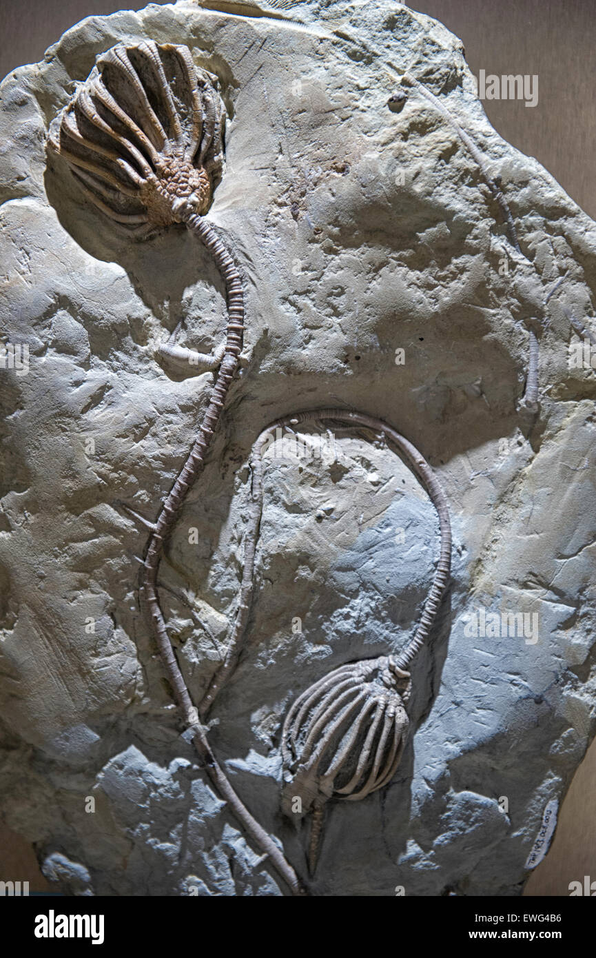 Les Crinoïdes sont des animaux marins qui composent la classe Crinoidea des échinodermes (embranchement des échinodermes) Banque D'Images
