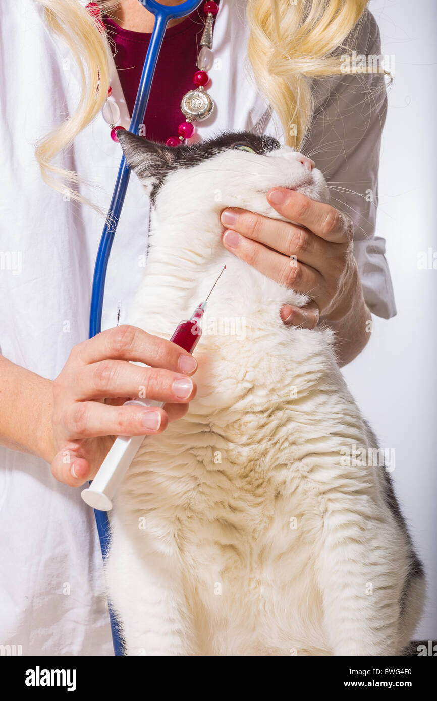 Prise De Sang De L Efp Photo Stock Alamy