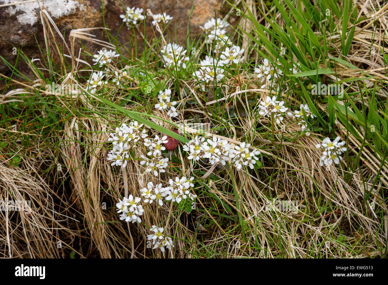 Scurvygrass Cochlearia officinalis commune, fleurs sauvages,, île de Mull, Hébrides, Argyll and Bute, Ecosse Banque D'Images