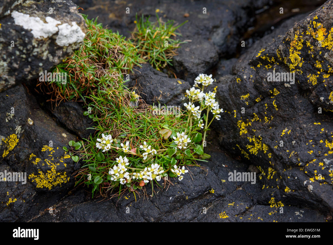 Scurvygrass Cochlearia officinalis commune, fleurs sauvages,, île de Mull, Hébrides, Argyll and Bute, Ecosse Banque D'Images