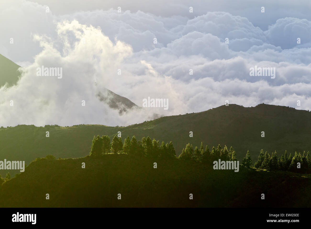 Paysage de haute altitude en Equateur avec forêt de pins contre Cloudscape Banque D'Images