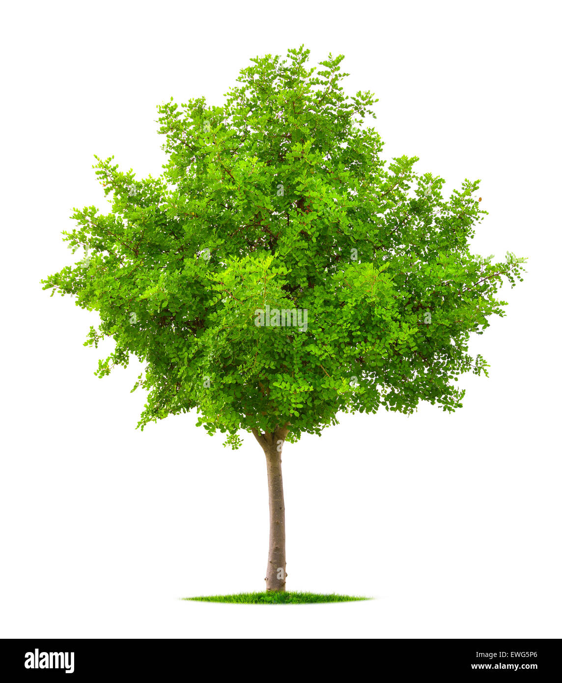 Bel arbre avec Lush Fresh feuillage vert vibrant isolé sur fond blanc, pur Banque D'Images