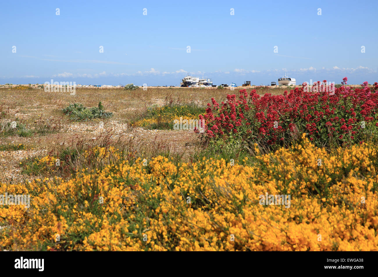 Jolie la végétation côtière et des bateaux de pêche sur la plage de galets à Dungeness, Kent, England, UK SE Banque D'Images
