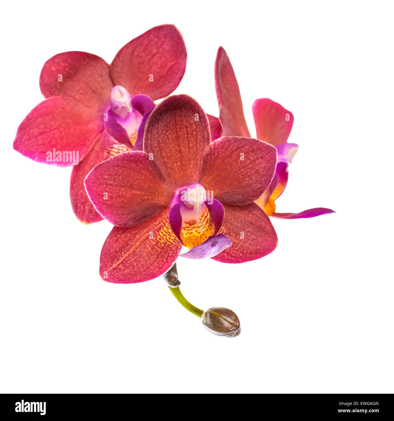Rameau en fleurs de belle orchidée phalaenopsis rouge, est isolé sur fond  blanc, gros plan Photo Stock - Alamy