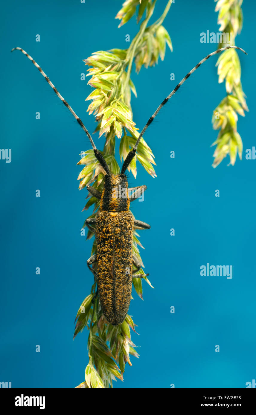 Ponderosa barbillon tournesol. (Agapanthia dahlii),(Cerambycidae). Banque D'Images