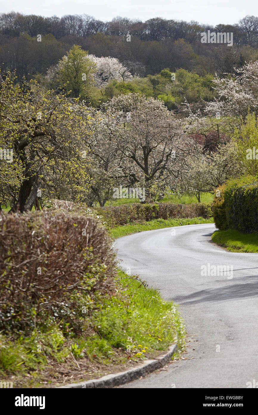 Fleur de printemps sur la route de campagne Banque D'Images