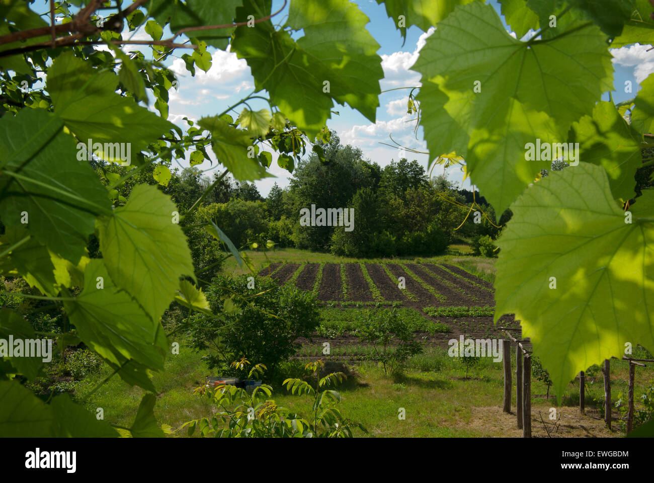 Paysage rural avec vue sur le jardin grâce à des raisins. Banque D'Images