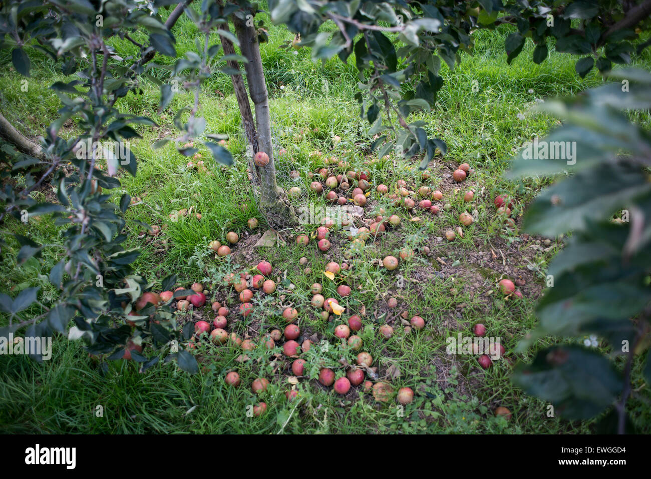 Un tas de pommes rouges se trouve sur le sol au pied d'un arbre fruitier dans un verger Banque D'Images