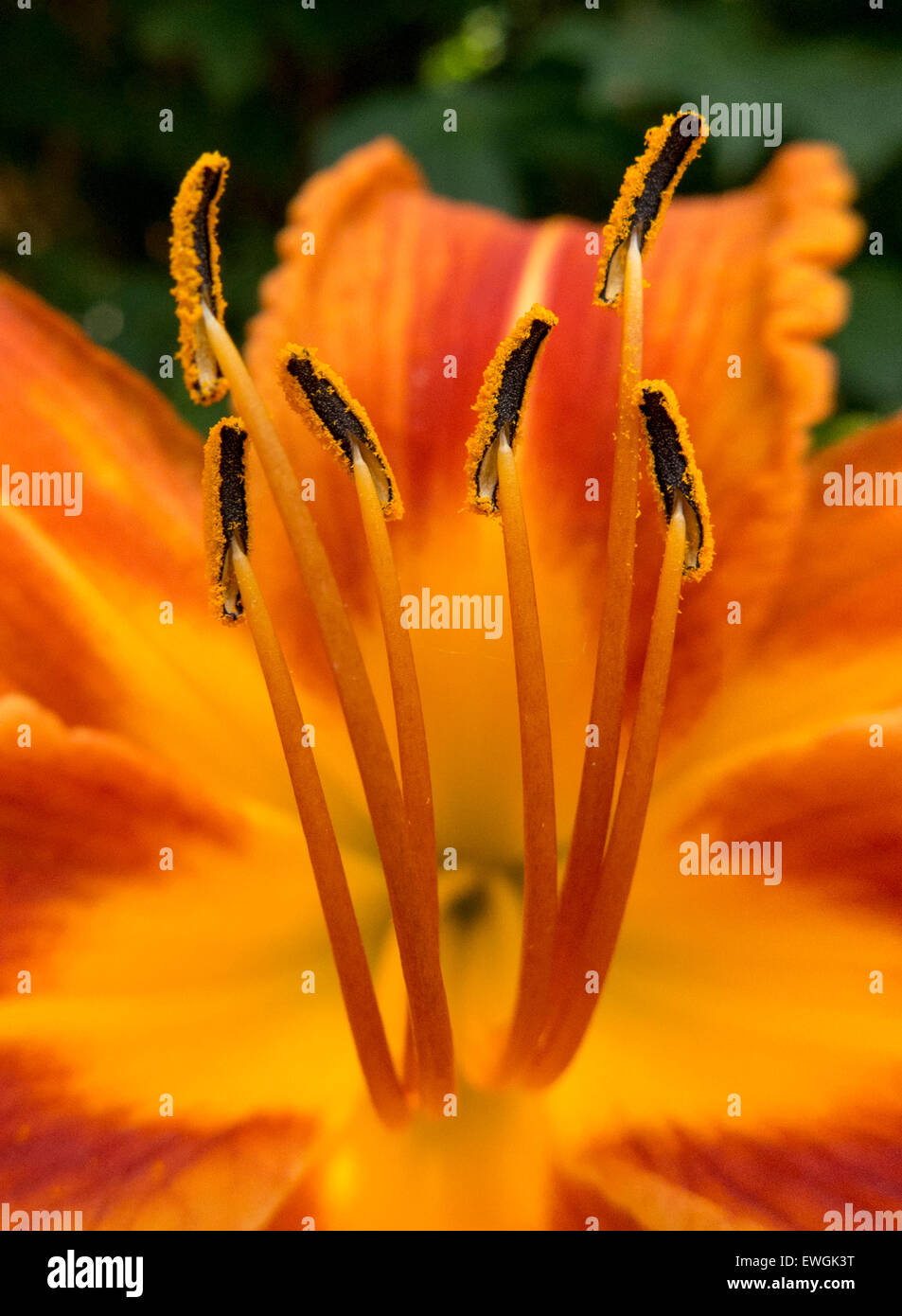 Tiger lily. Banque D'Images