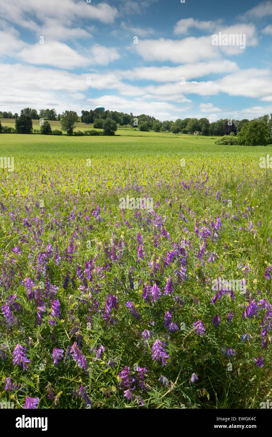 Purple fleurs sauvages dans la prairie. Banque D'Images