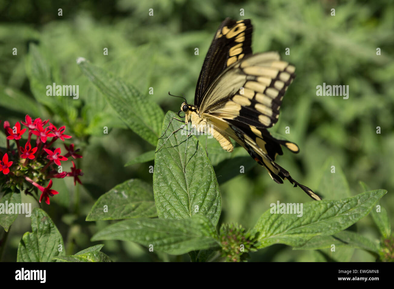 Giant swallowtail butterfly, Papilio cresphontes, se rencontre en Amérique du Nord et Amérique du Sud Banque D'Images