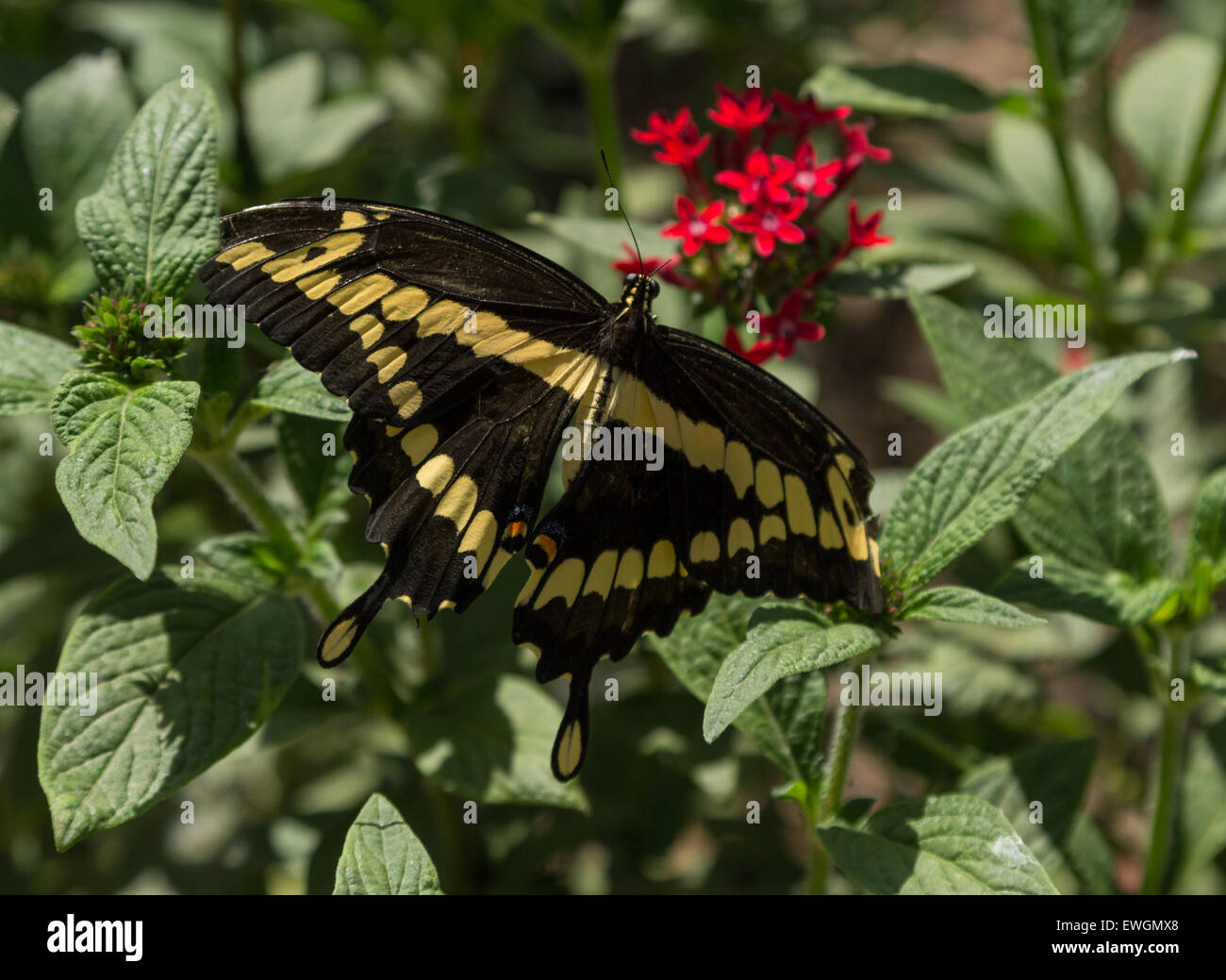 Giant swallowtail butterfly, Papilio cresphontes, se rencontre en Amérique du Nord et Amérique du Sud Banque D'Images