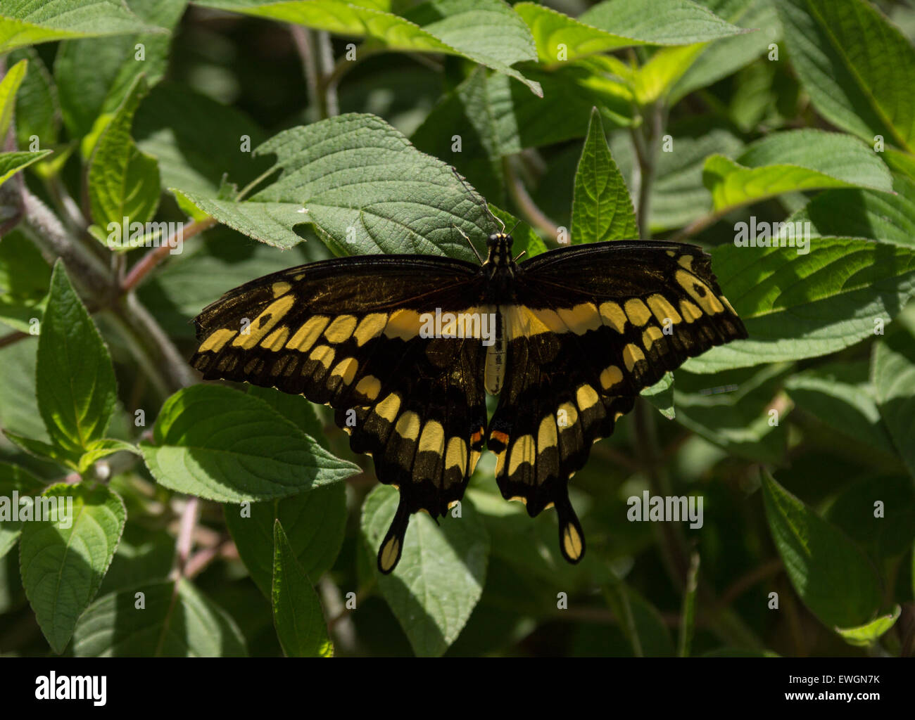 Giant swallowtail butterfly, Papilio cresphontes, se rencontre en Amérique du Nord et Amérique du Sud Banque D'Images