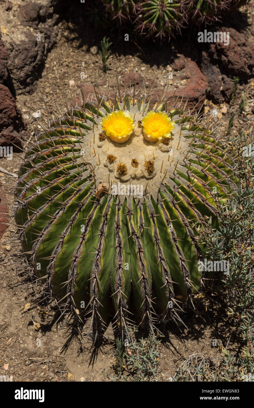 Belle-mère, cactus cactus mexicain golden barrel, bateau à quille, la  floraison au printemps au Mexique Photo Stock - Alamy