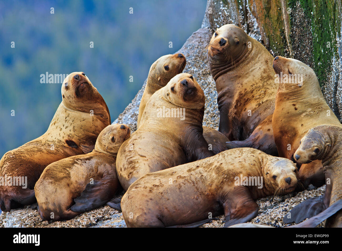 Les Lions de mer de Steller se reposant sur un rocher dans le Fife, en Colombie-Britannique, Canada. Banque D'Images