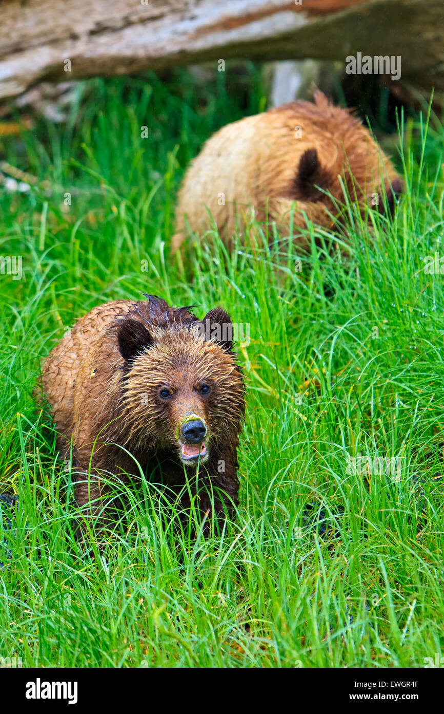 Les oursons grizzlis côtières à la recherche de nourriture à marée basse sur la partie continentale de la Colombie-Britannique, Canada Banque D'Images