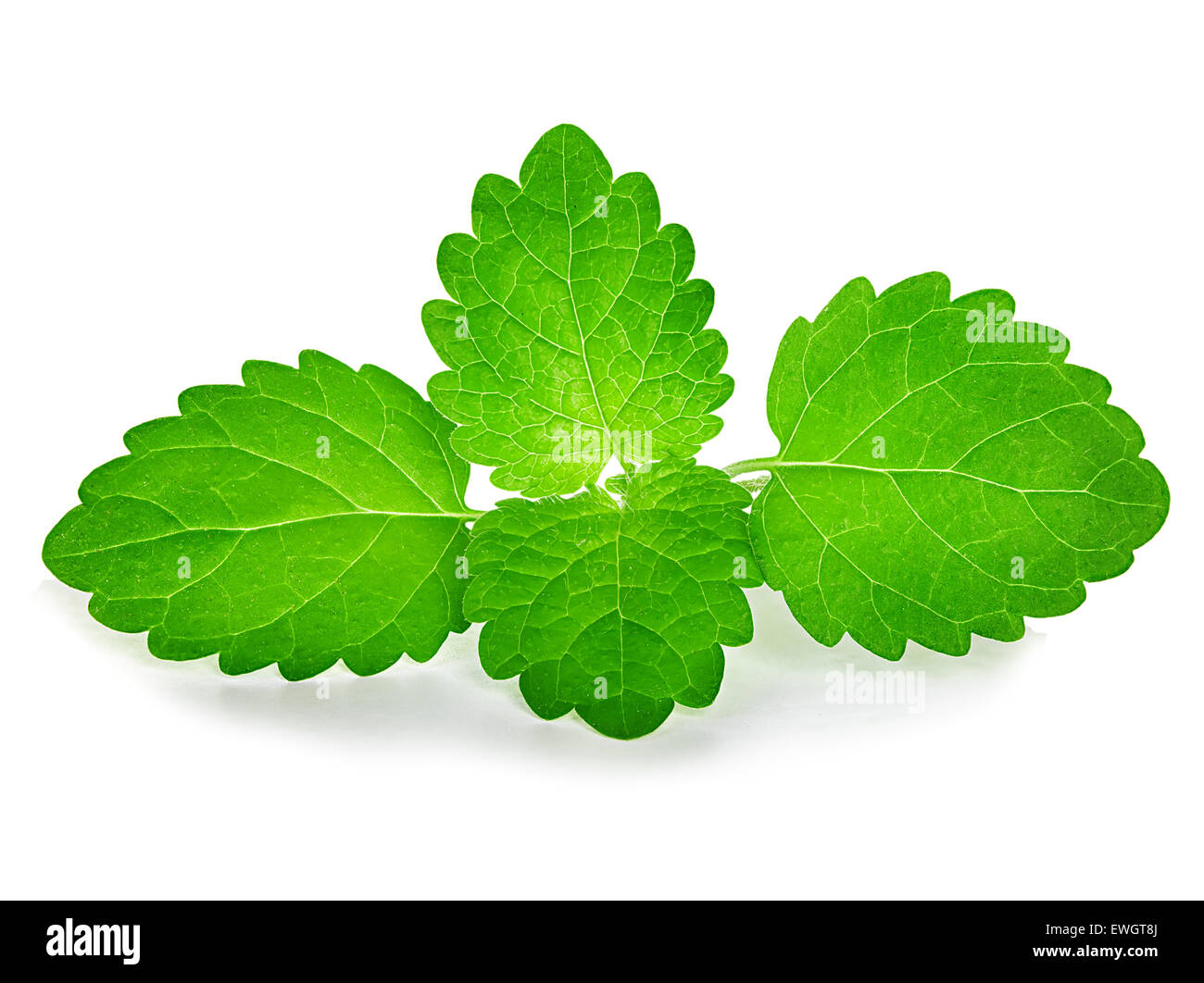 Les feuilles de menthe isolé sur fond blanc Banque D'Images