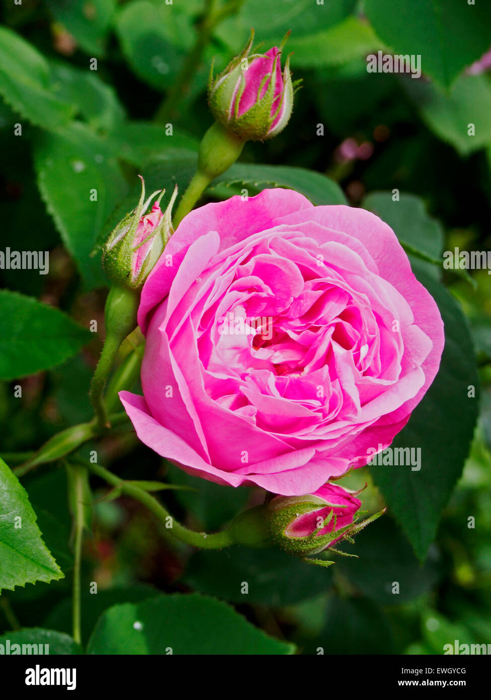 Rose Coupe de Hebe un bourbon 'vieux rose' première produites en 1840. Une rose d'arbustes hauts beaucoup de roulement, globulaire fleurs roses tendres. Banque D'Images