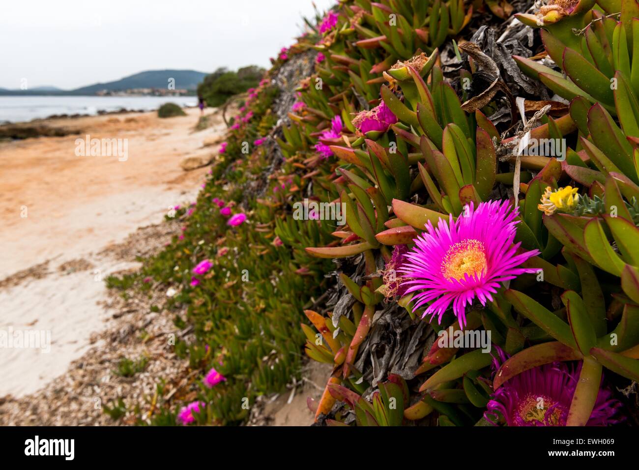 fleurs, plage Banque D'Images